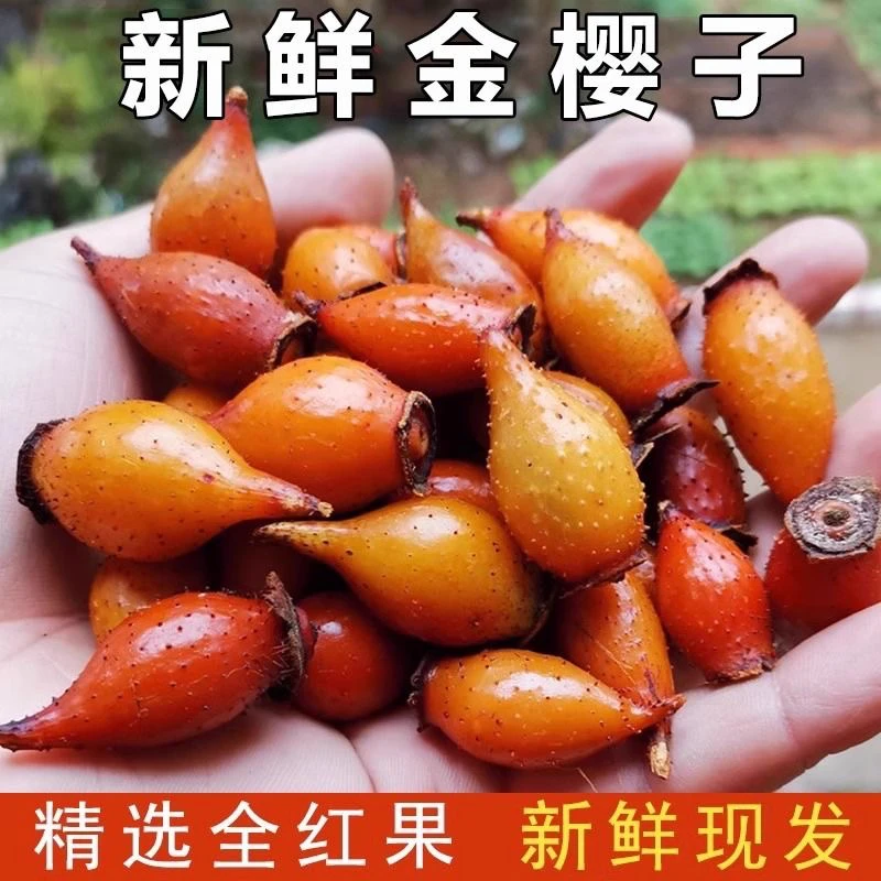 广东深山采摘新鲜全红金樱子刺梨子可泡酒可泡水