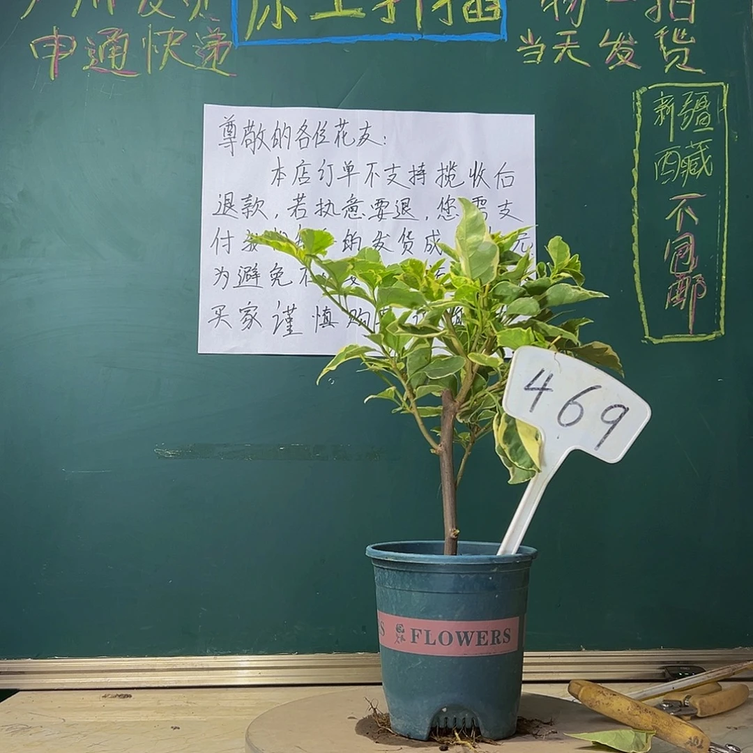 当前无花栽培后可以开花小斑叶丽人 469