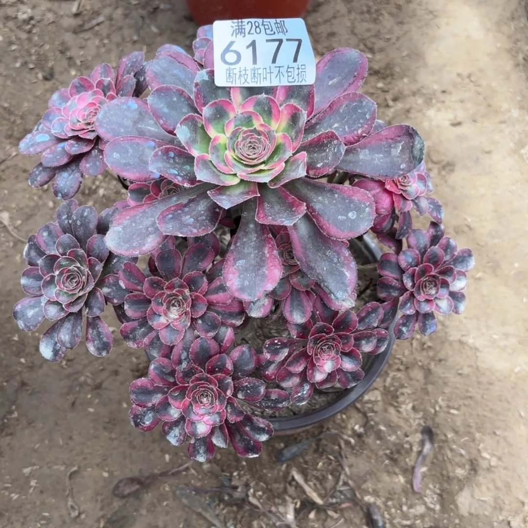 M. 6177丽娜多肉1233