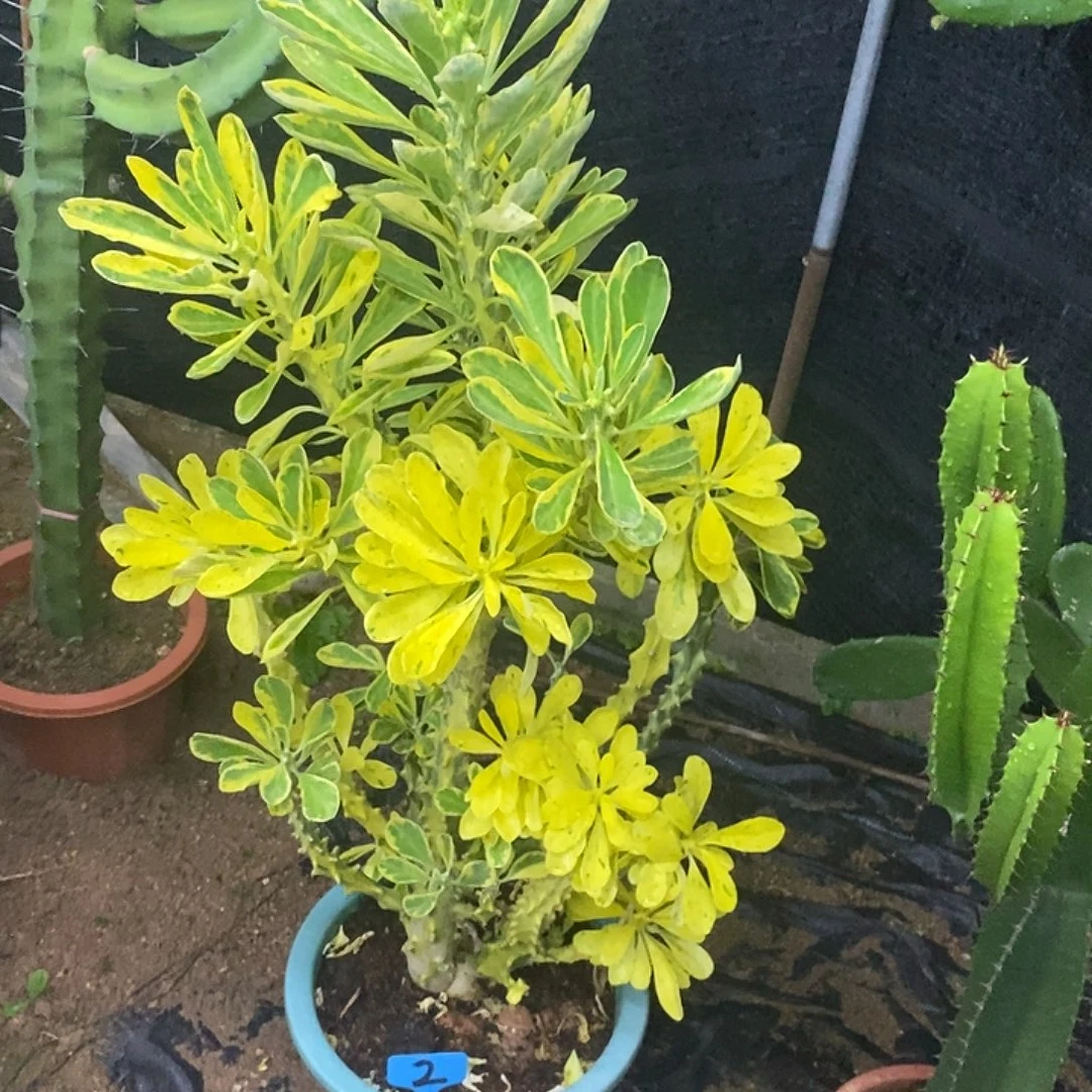 霸王鞭锦一物一拍