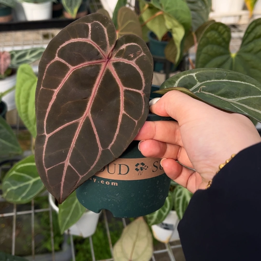 不开花植物紫水晶