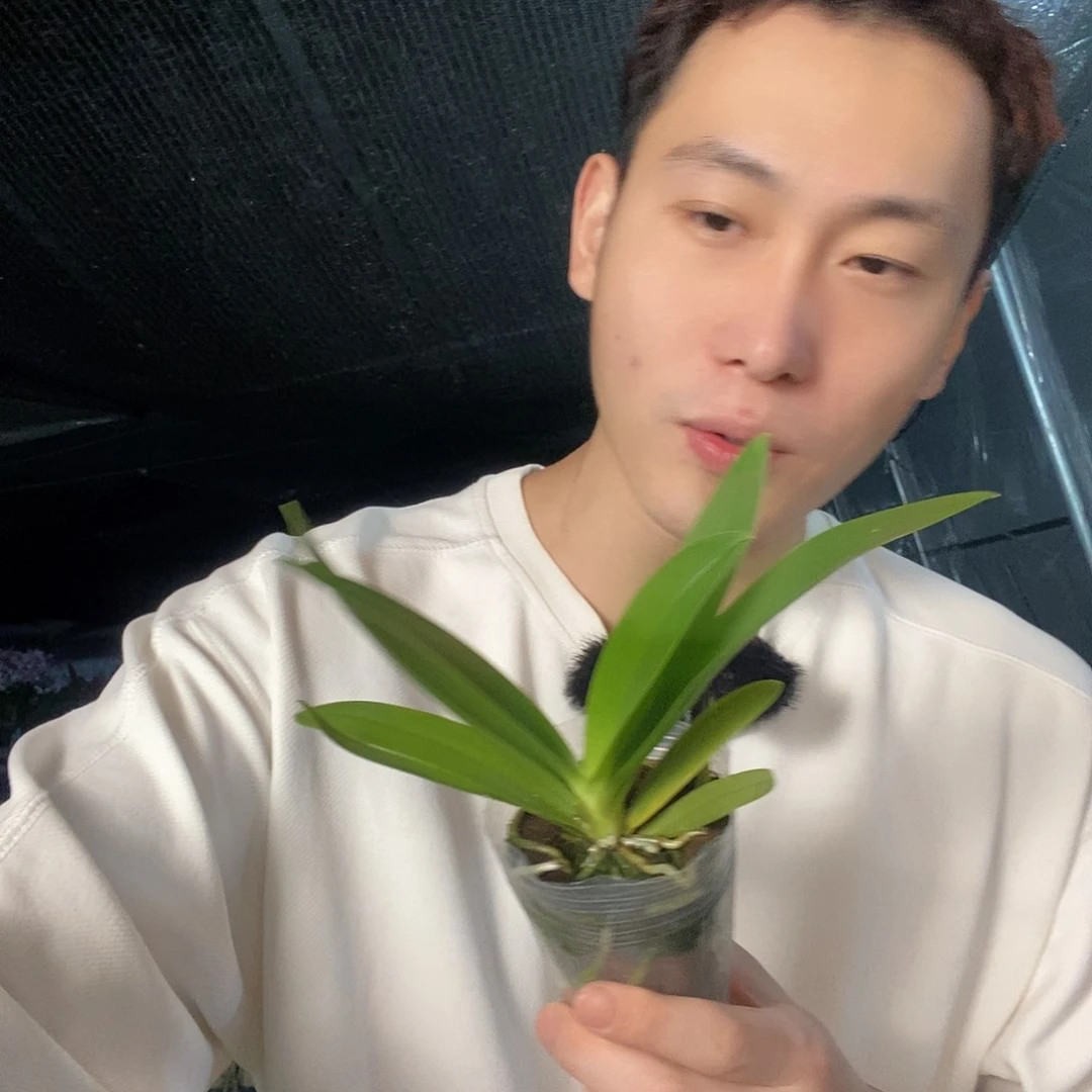 无花朵小慧子蝴蝶兰