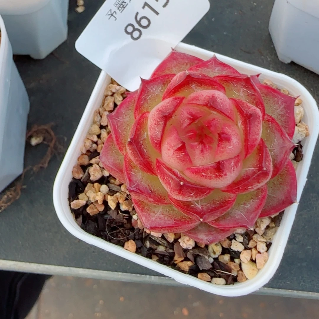 包子，8615多肉植物