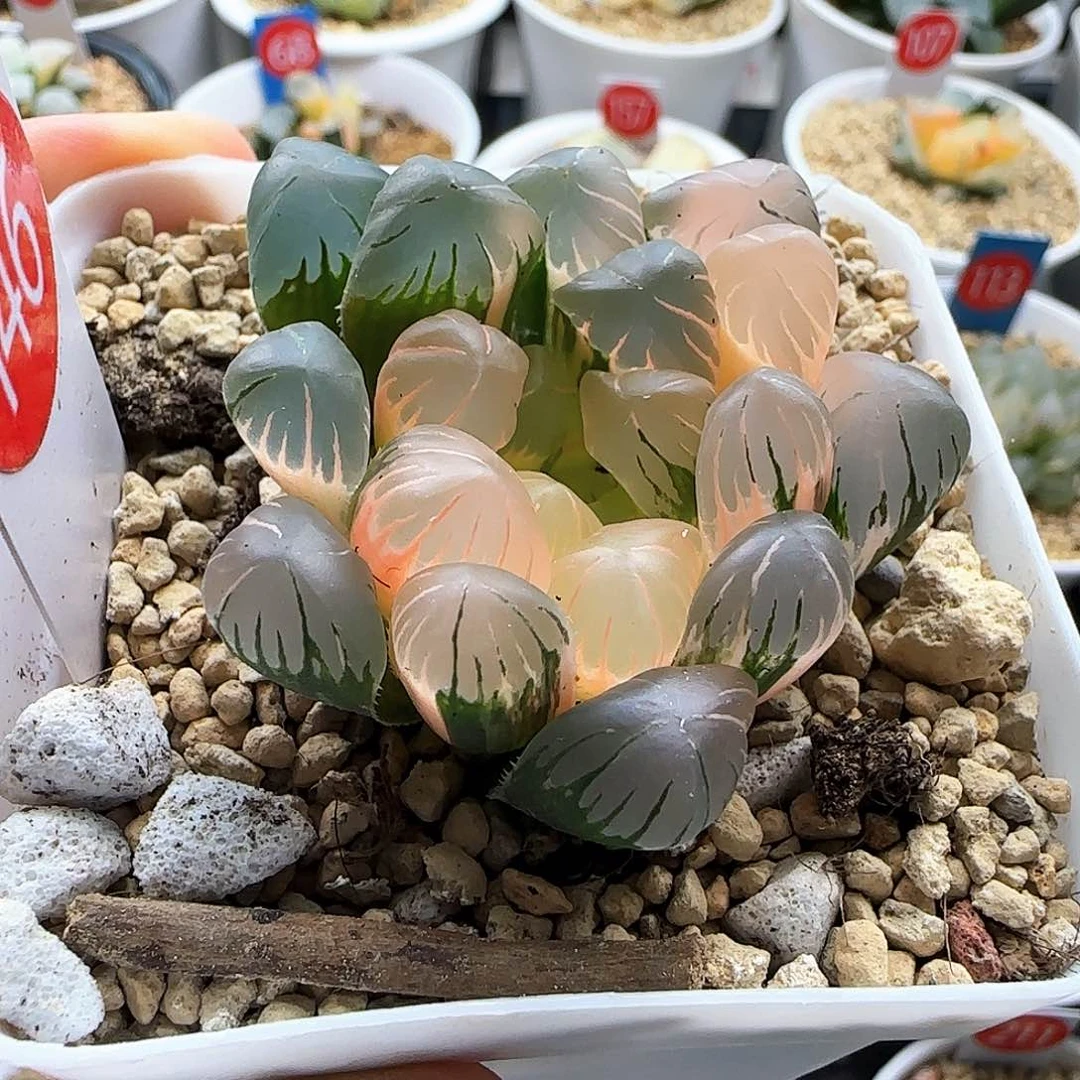 146号大窗冰灯玉露锦一物一拍带盆土