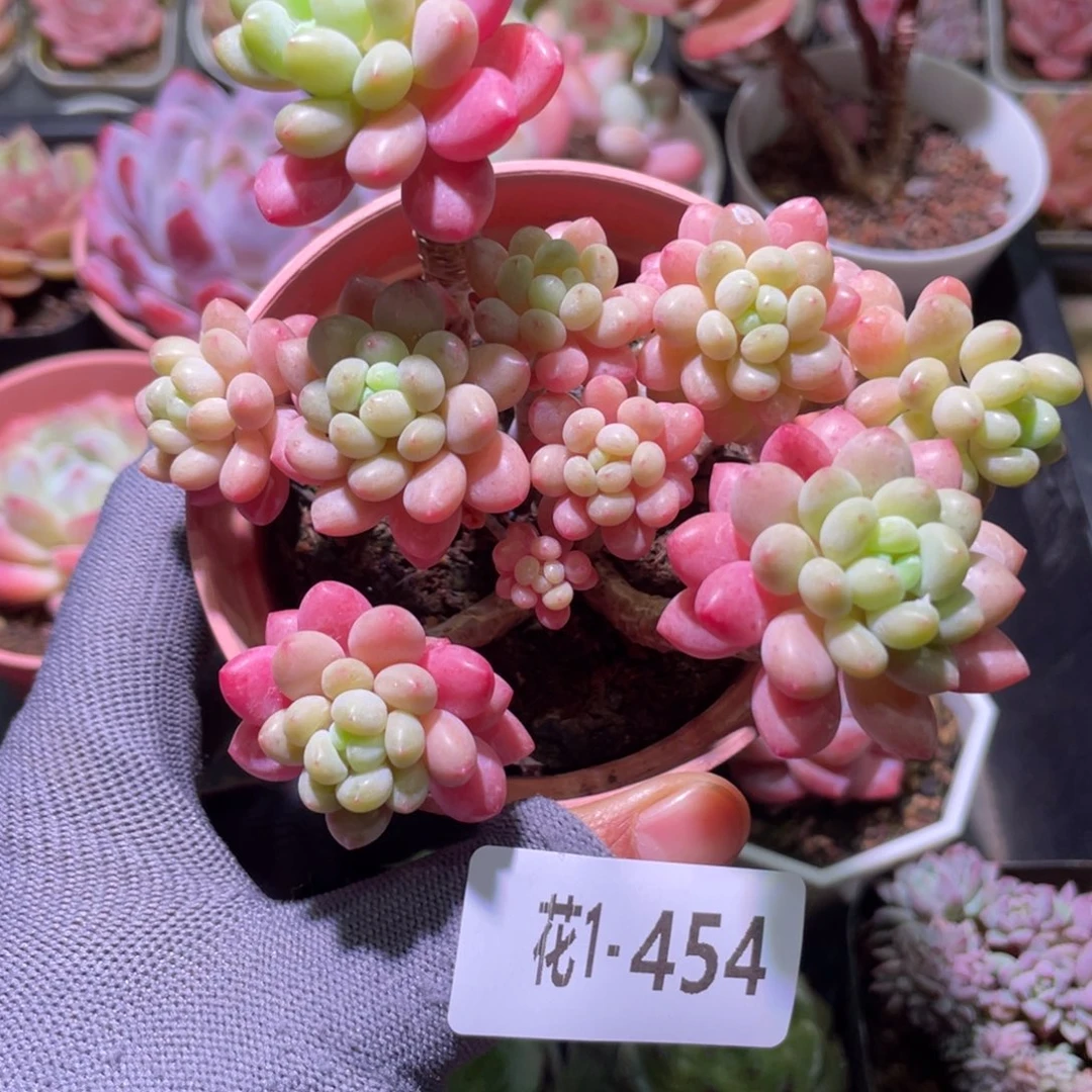 花利美1-454洛可可