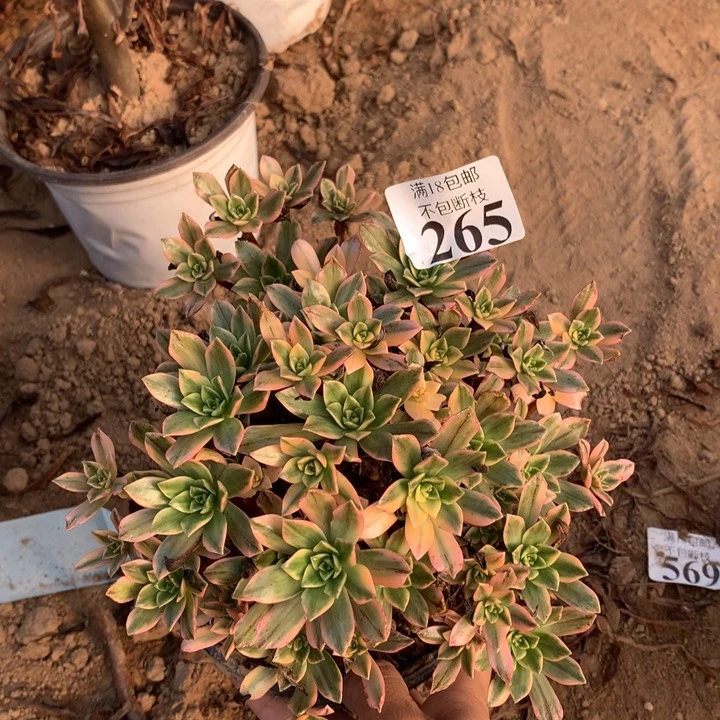 265甜茶手捧2号棚