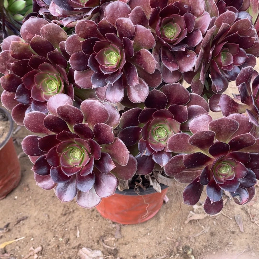 806荷兰多肉法师断枝不包