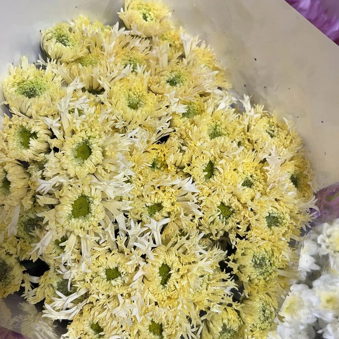 奶油白面包小菊10支