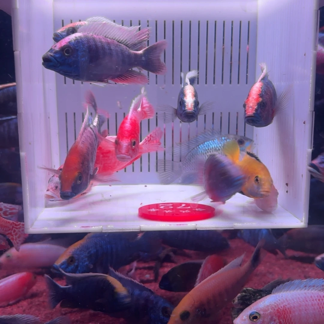 慈鲷鱼直播72号12条其中备损2条