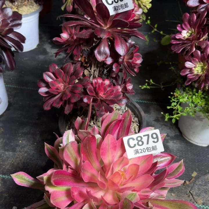 瑞妈一物一拍 880.879