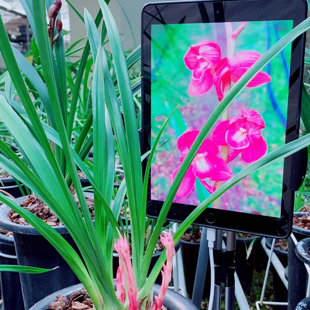 当前无花栽培后可以开花