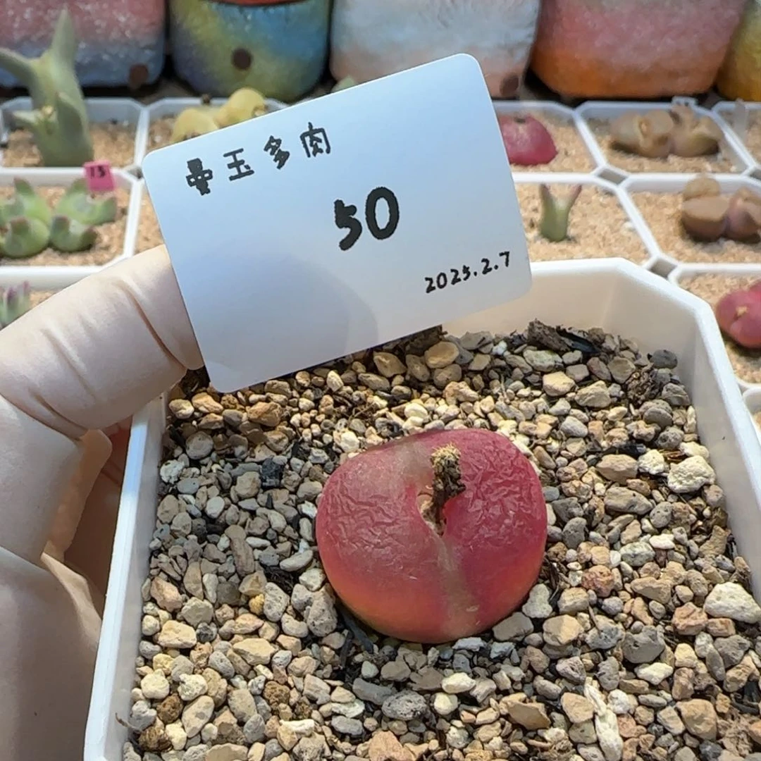 叼*多肉多肉多肉2.7-050