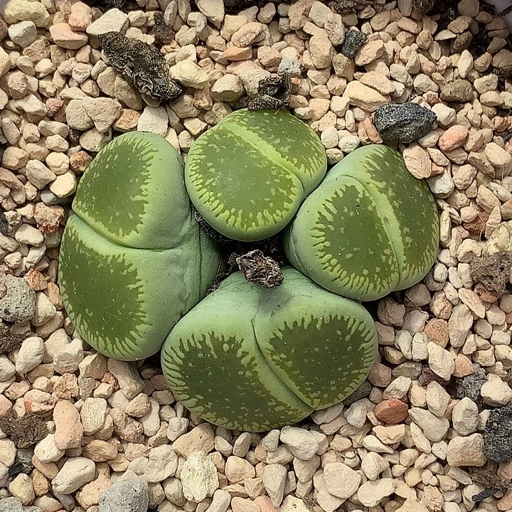 精品多肉植物4头绿光阳