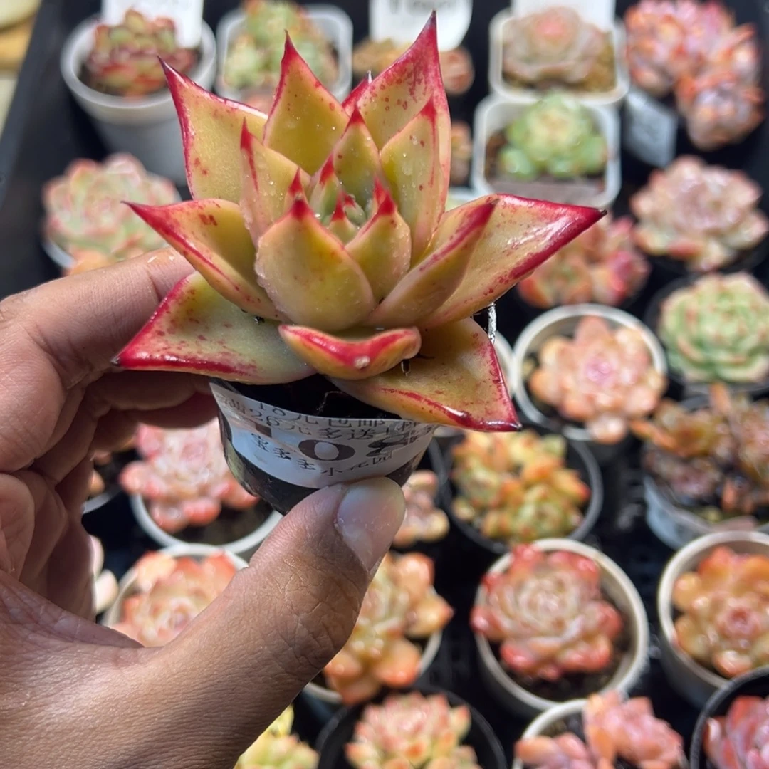 星星凸起一物一拍满18包邮满26送一颗多肉