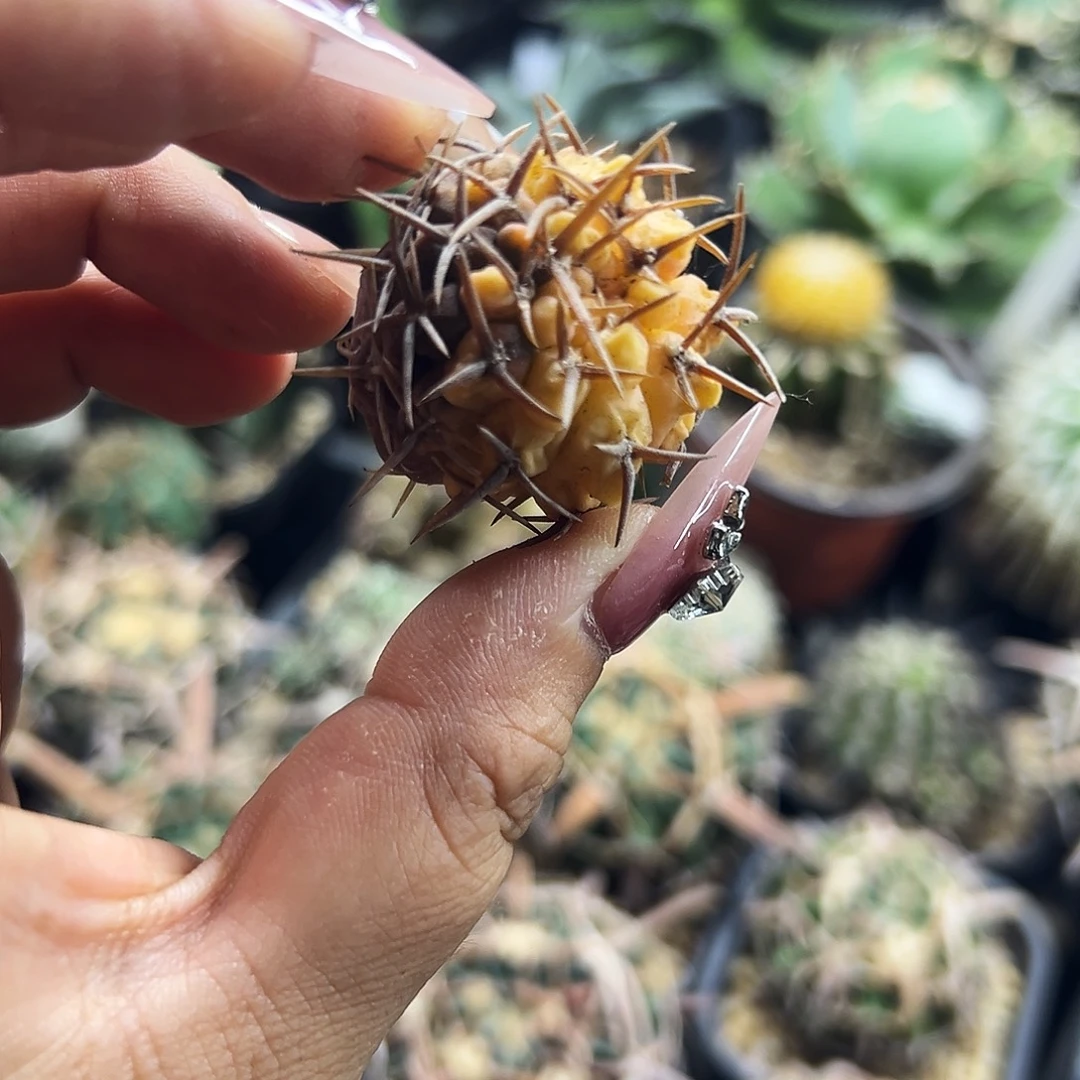 守殿玉锦有根仙人球