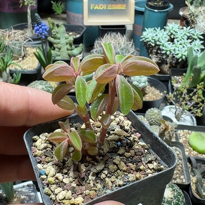 ****歌934玛格丽特椒草带盆发货