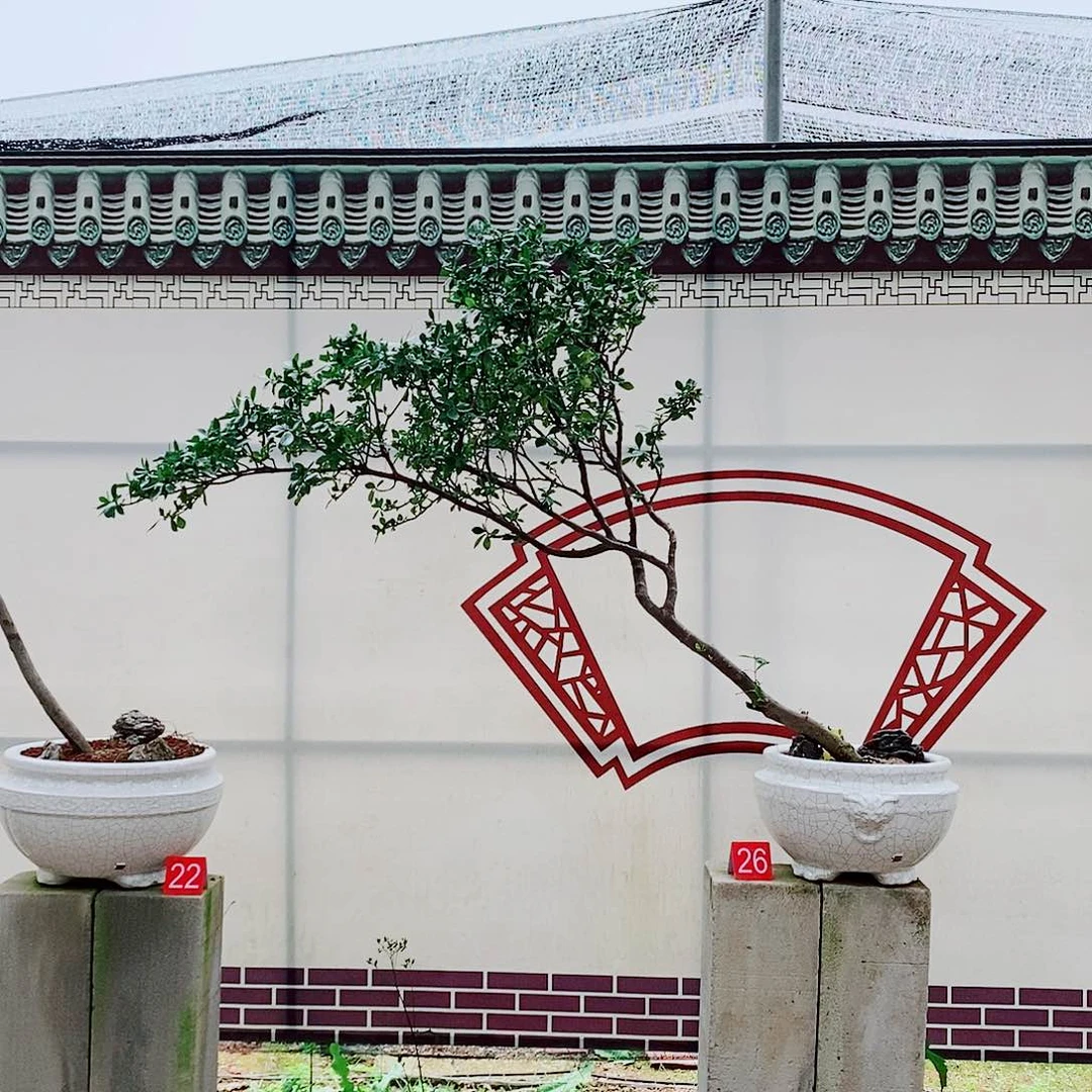 海岛栀子花一物一拍