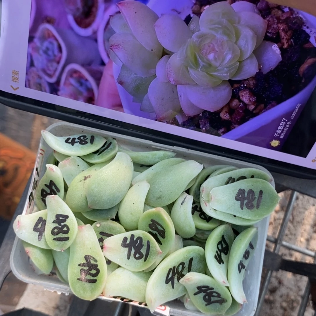 纯叶片甜心481一片多肉叶子