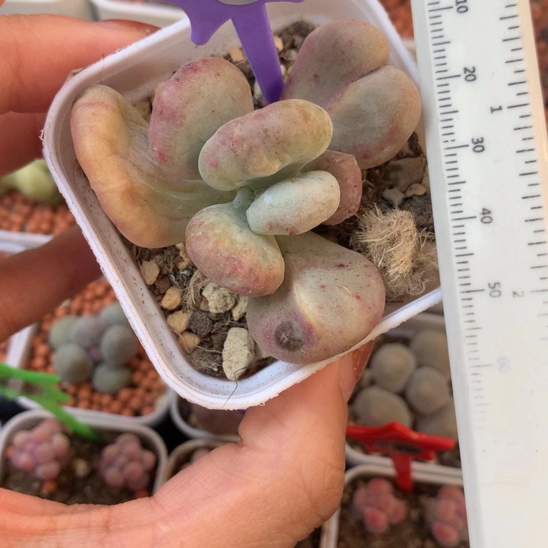 油煎奶酪 小书肉奶酪多肉