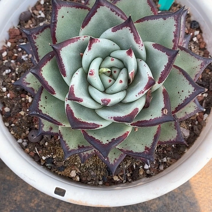 瓜**下2311———直播福利