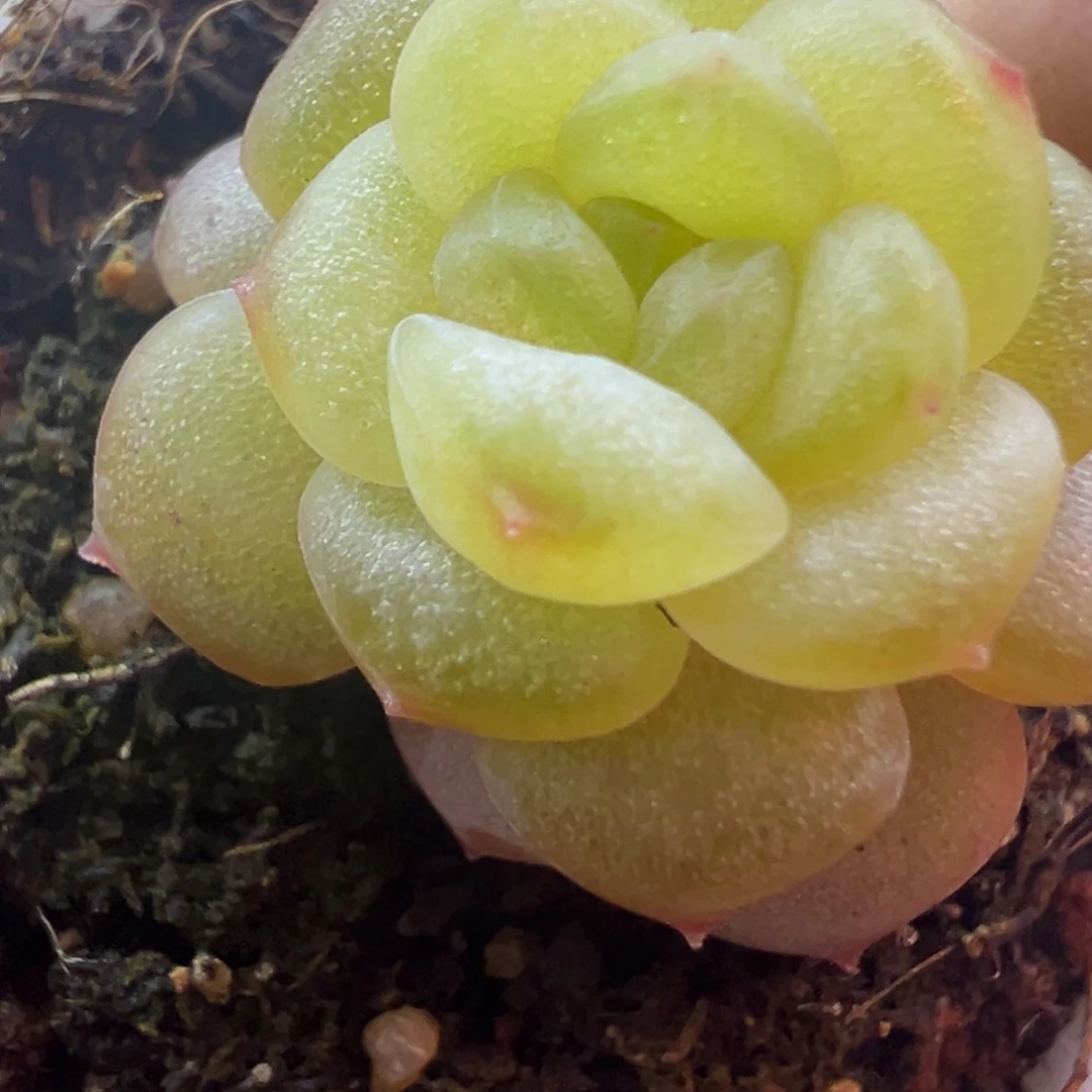 糖心多肉一物一拍