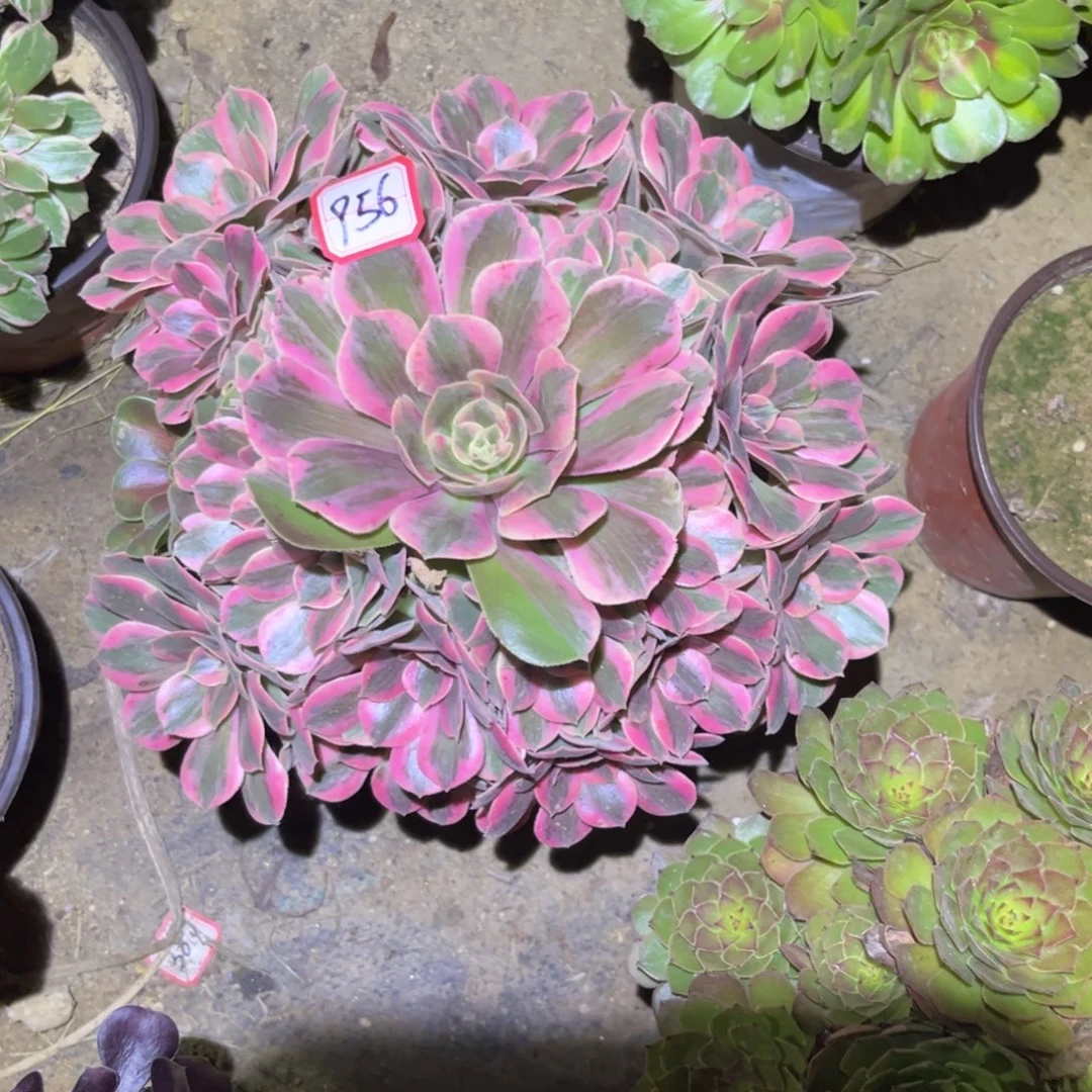 956多肉植物女妖法师