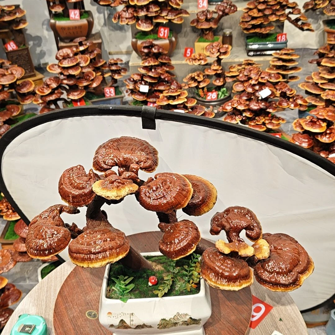 赤灵芝灵芝盆景灵芝花