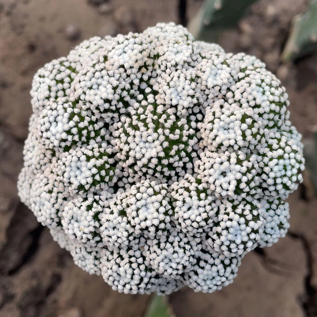 无花朵苗接松针牡群体