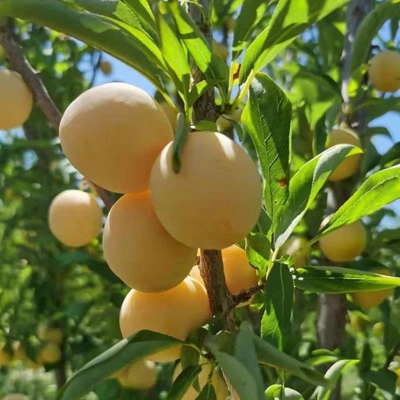 【京东快递】稀有黄金西梅头茬现摘现发黄金西梅香甜软糯应季水果