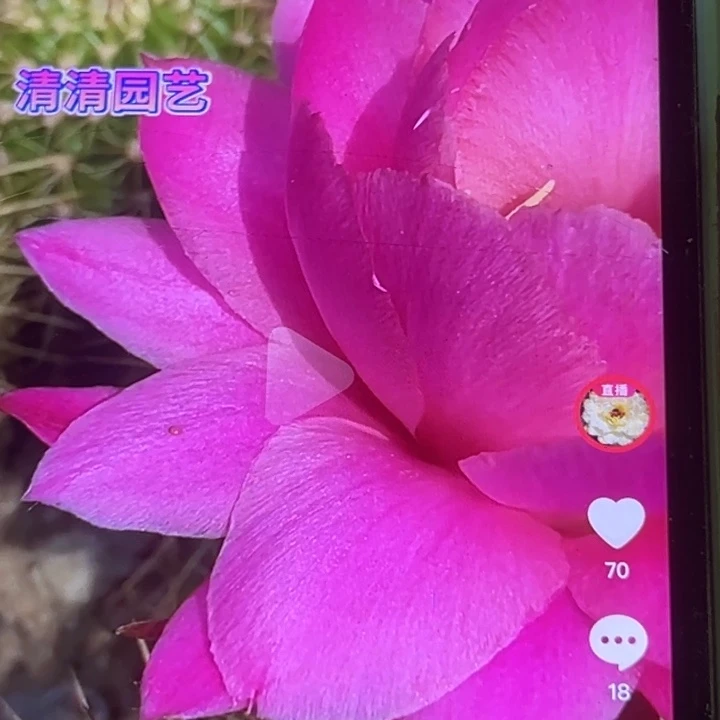 清清荷花侧牙瑕疵有黑点