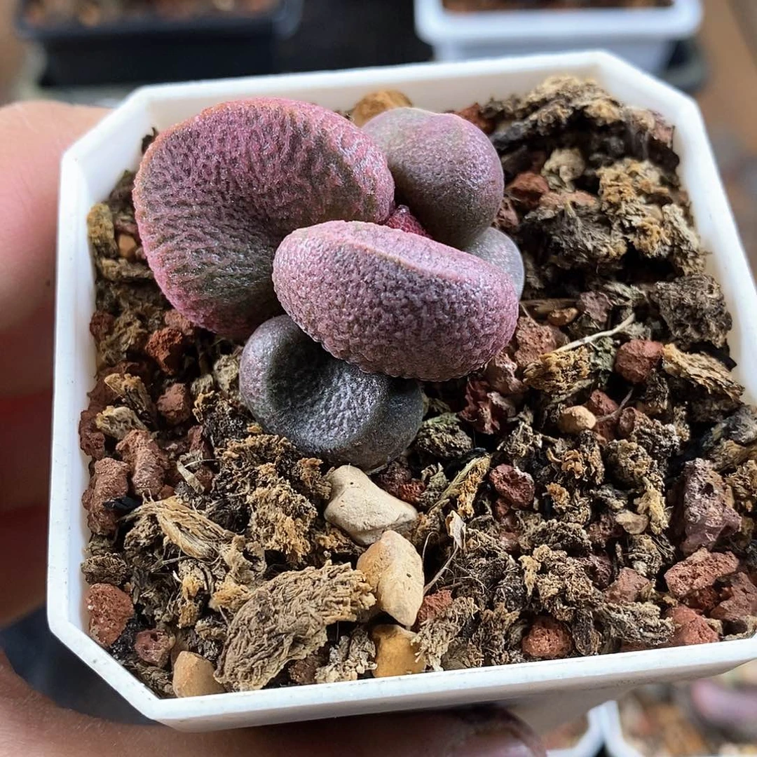 黑岩水泡多肉植物