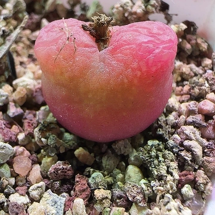 毛。               686