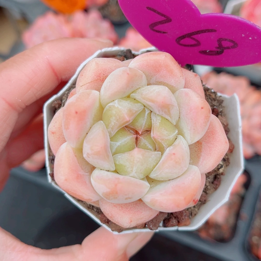 268号小老桩糖心单头