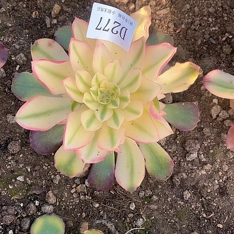 277香妃多肉法师锦