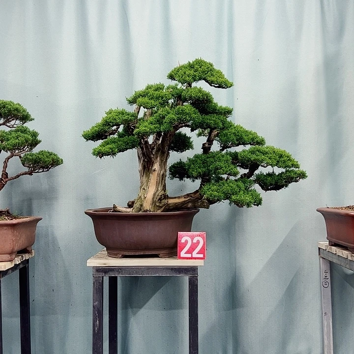 无花朵老桩老盆济州真柏