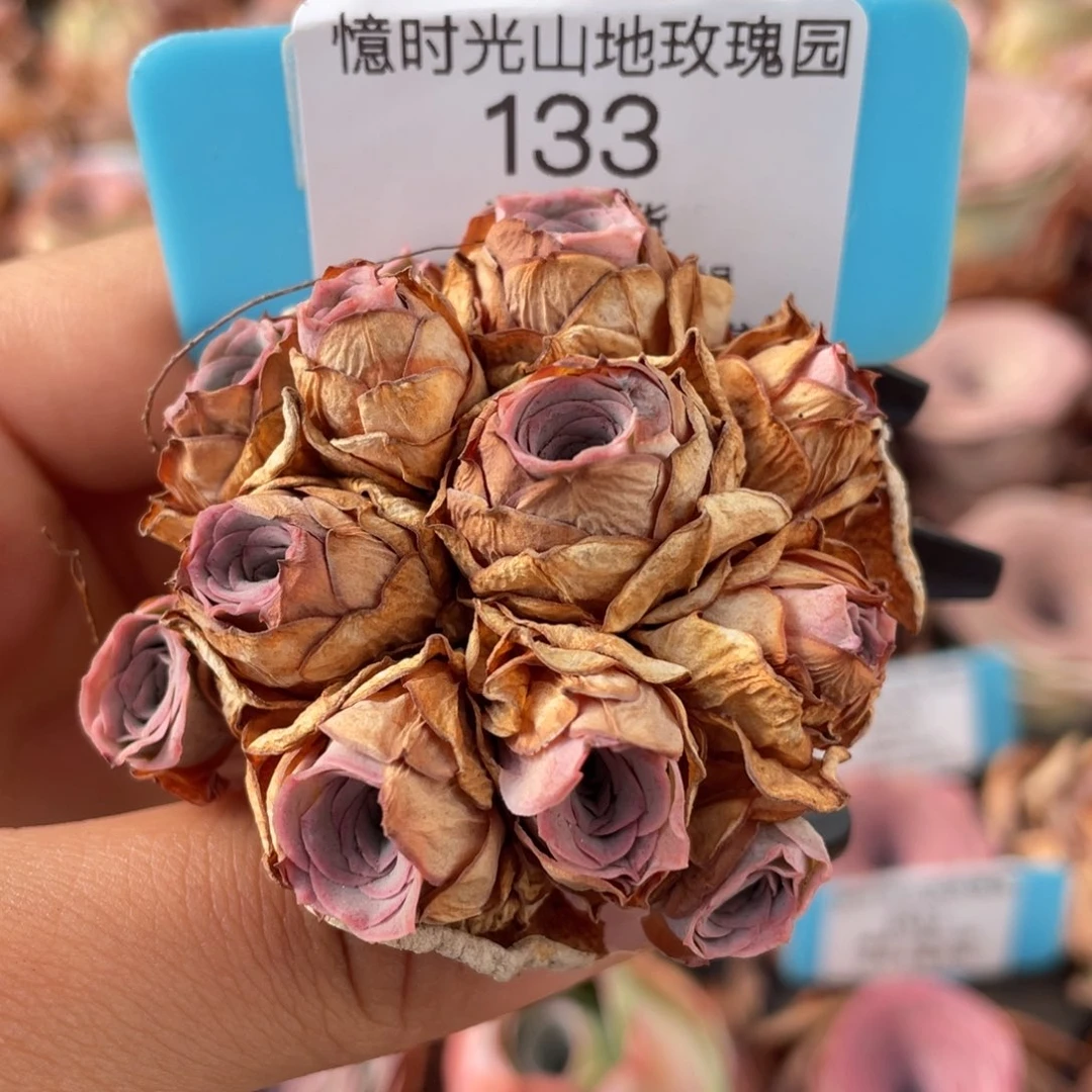 搬***狗山地玫瑰133裸根发货不售后