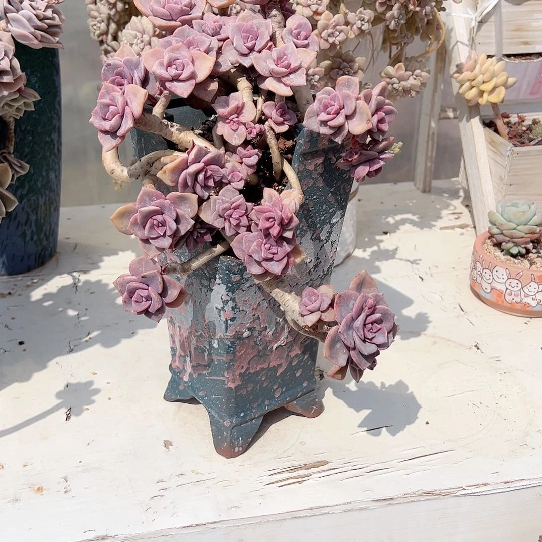 凤彩虹糖多肉植物脱土