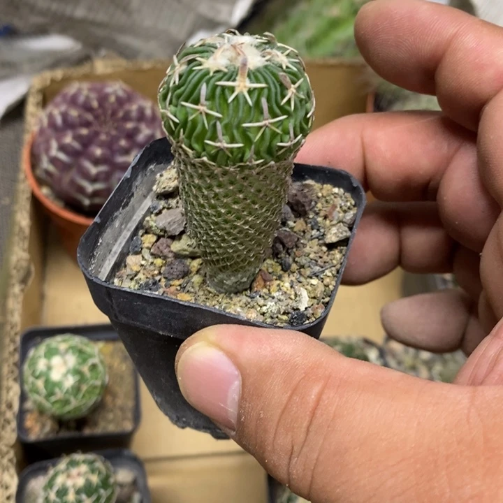 实生太刀岚特价福利