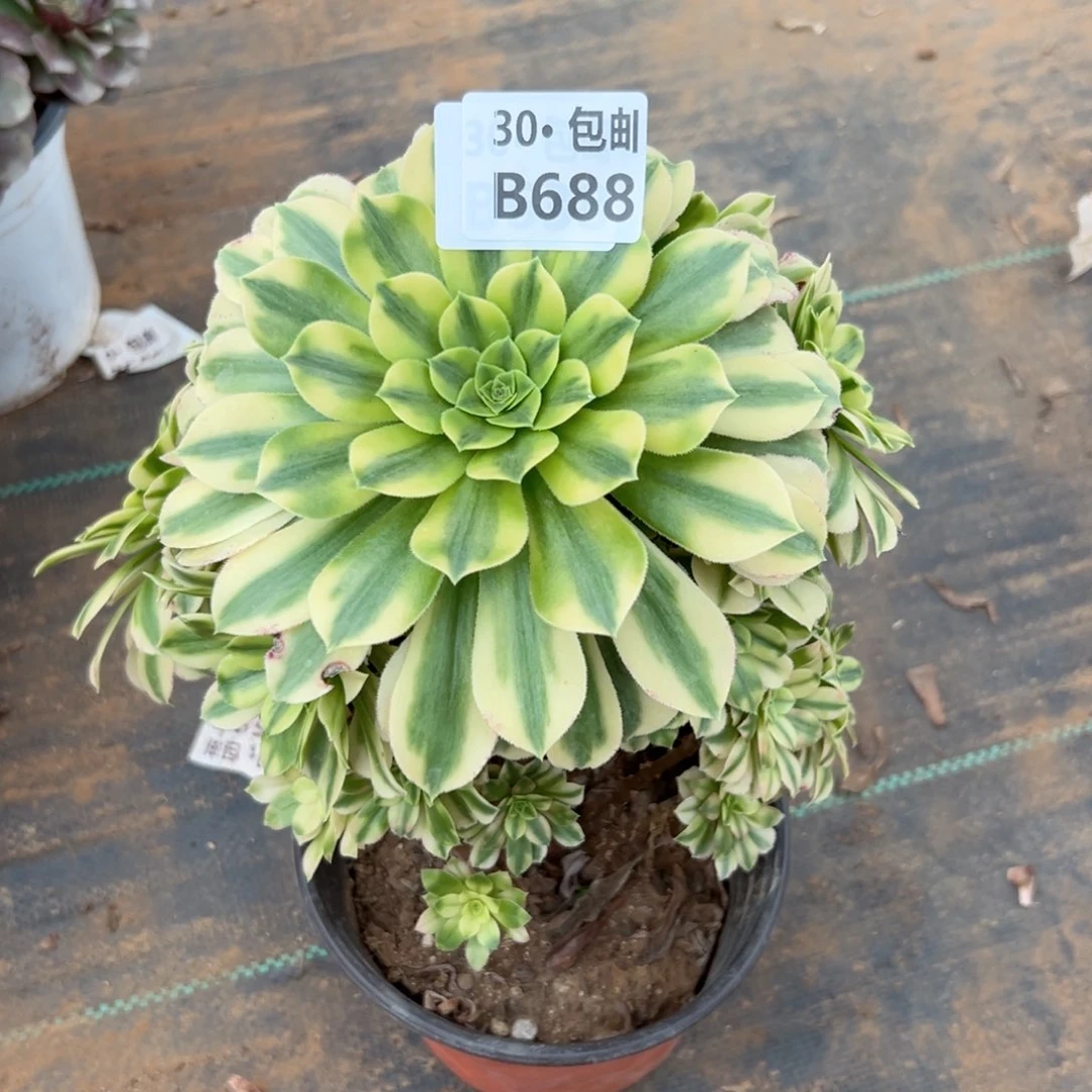 688金丝翡翠多肉法师