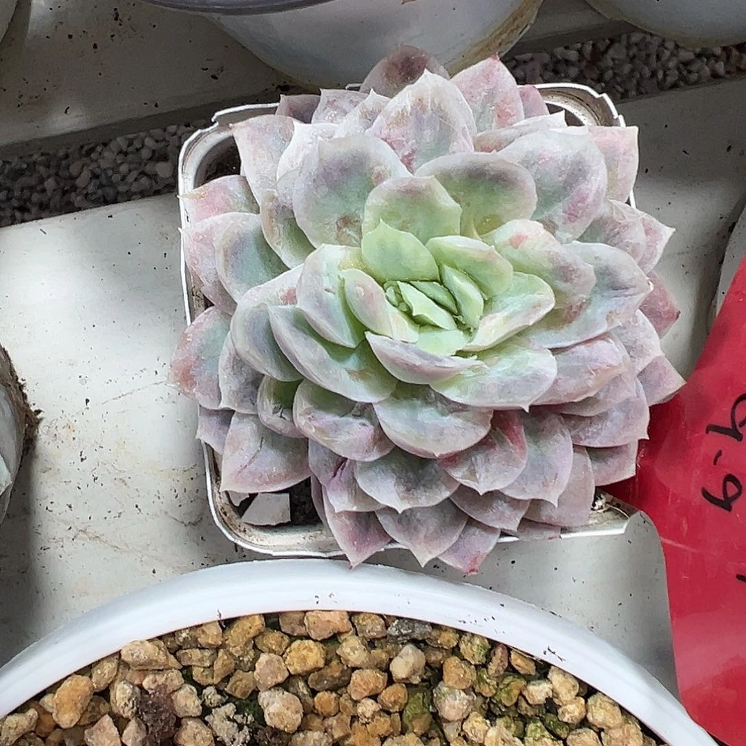 满38包邮哈迪斯多肉