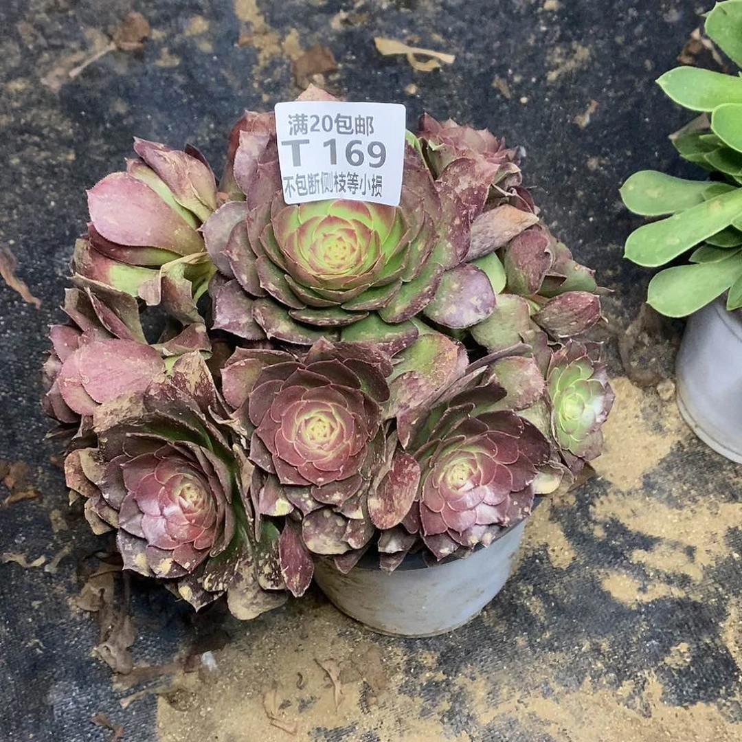 169万圣节沙拉碗多肉