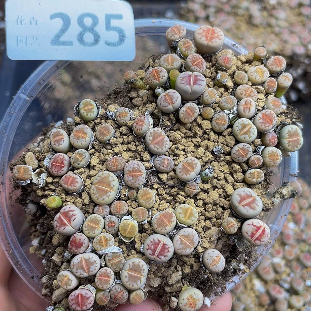 风***兰285000000花花花花花花