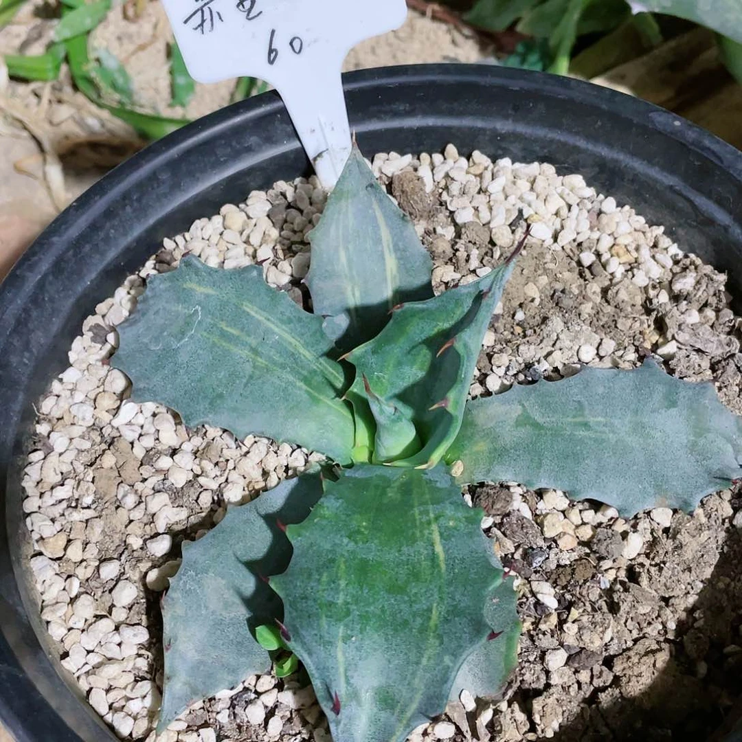 我**鱼赤牙龙拉丝锦小苗龙舌兰