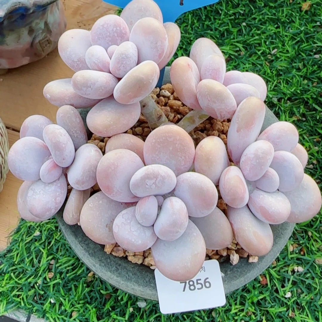 奶酪，7856多肉植物