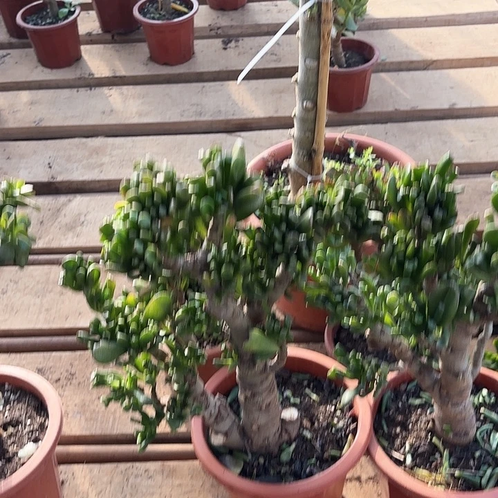0732老桩马踢吸财树带土球发货