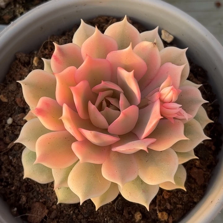 宇***婷粉蝶锦一颗价格