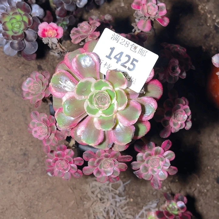 1425香奈尔多肉植物