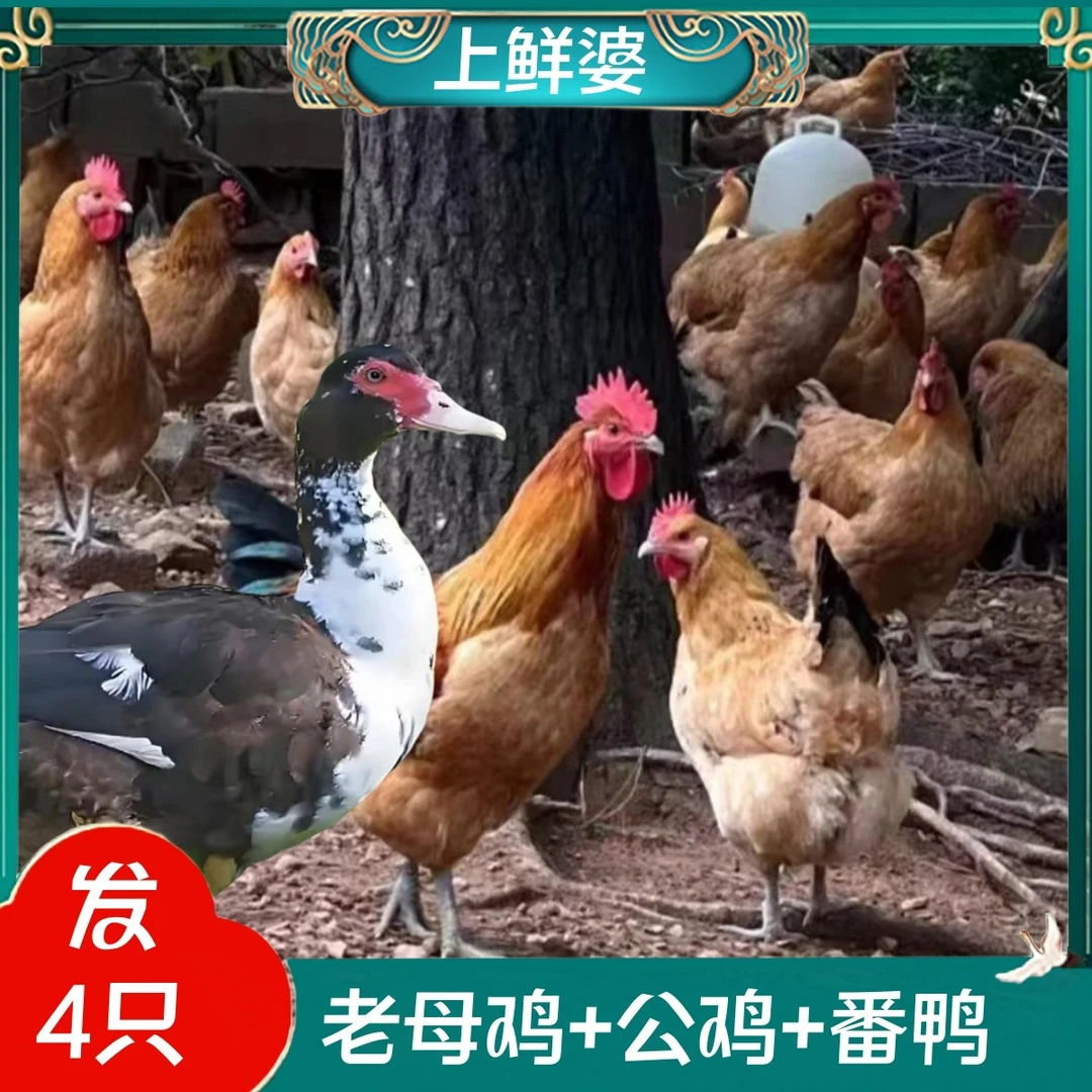 【竹林土鸡】2只2年母鸡+赠1只黑脚公鸡+赠1只番鸭共4只净重11斤