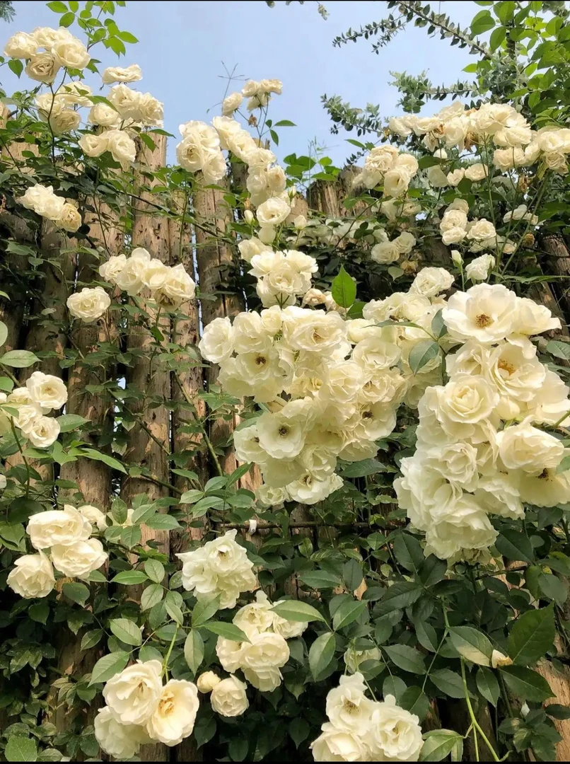 【藤冰山】大爬藤月季浓香多季开花