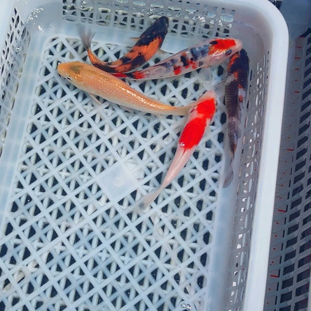 锦鲤锦鲤观赏鱼1111